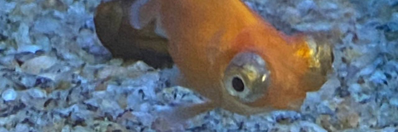 ЕЛЕКТРОНІК ФОРЧБЕНЧ banner