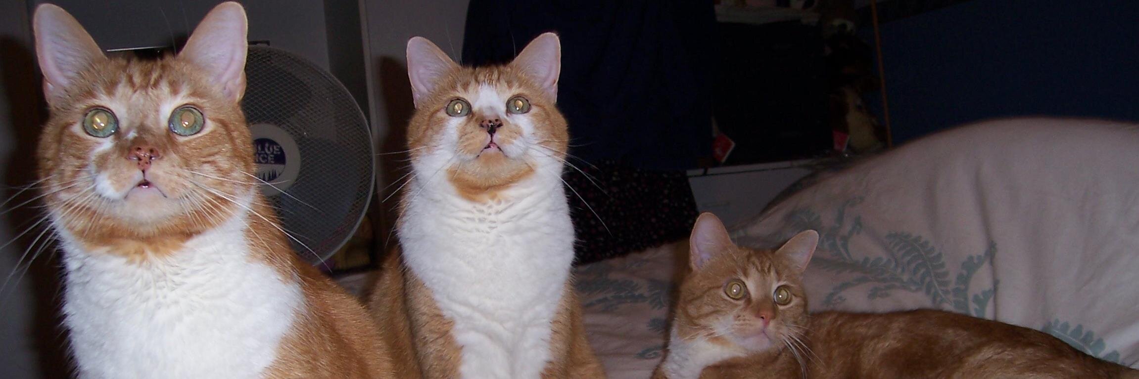 Shirley🏴󠁧󠁢󠁥󠁮󠁧󠁿🇬🇧 🇪🇺🇺🇦 #AdoptDontShop banner