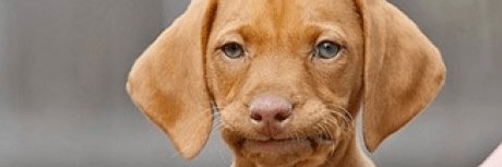 DeppressedDoggo's profile banner image