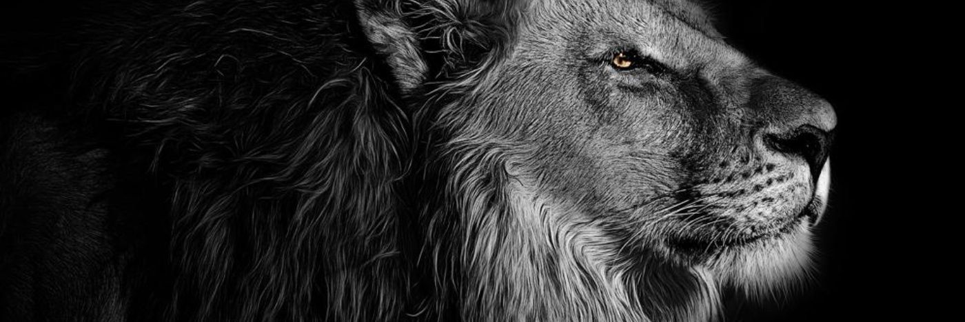 dan_kuta's profile banner image