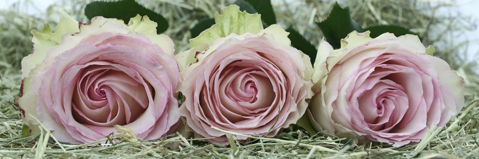 Daisysunlee's profile banner image