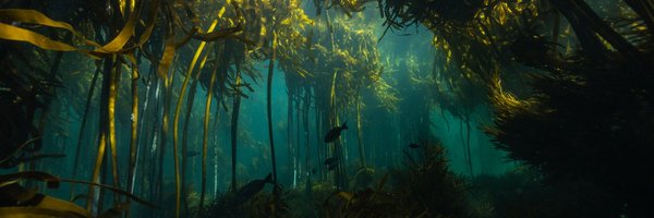 CJaccarini Profile Banner