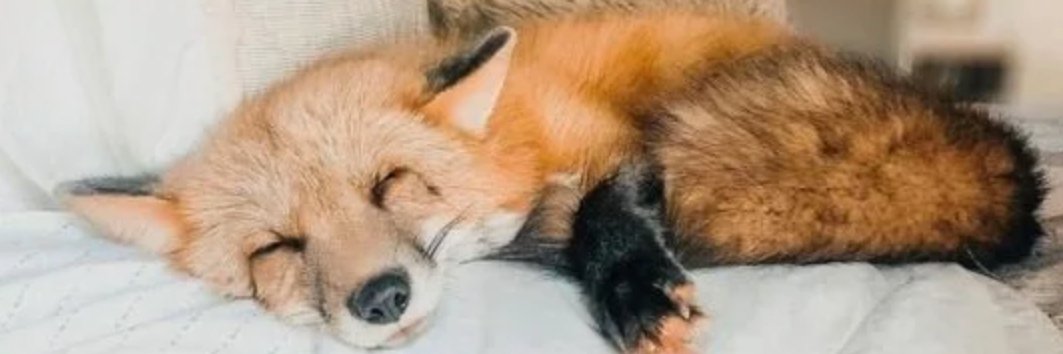 Sloughy banner