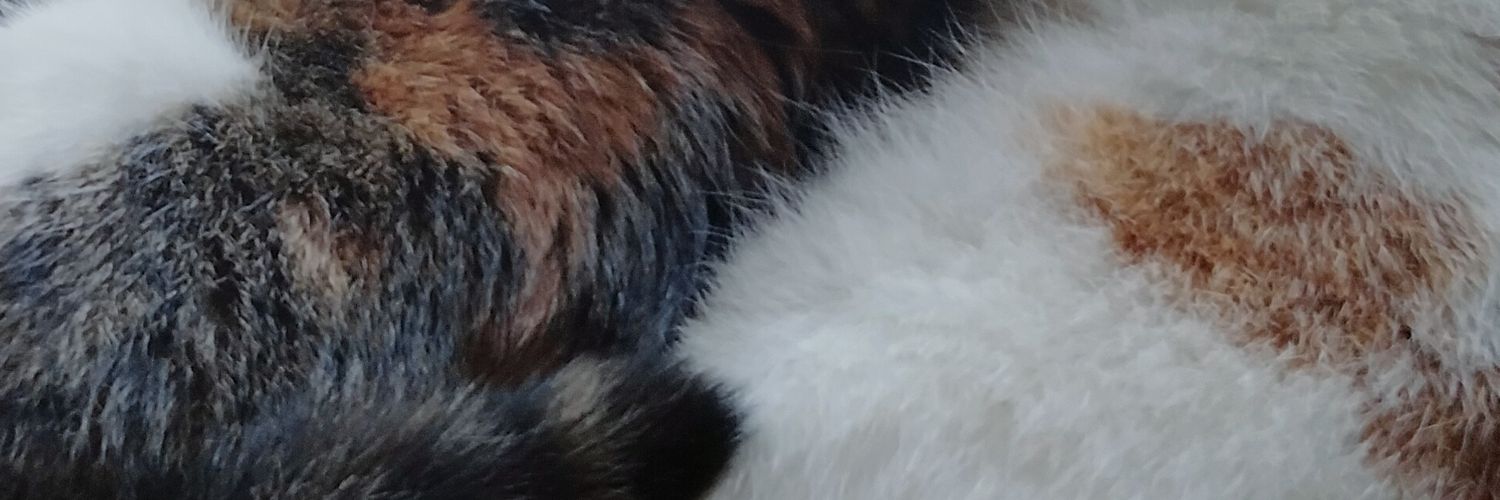 catsyard's profile banner image
