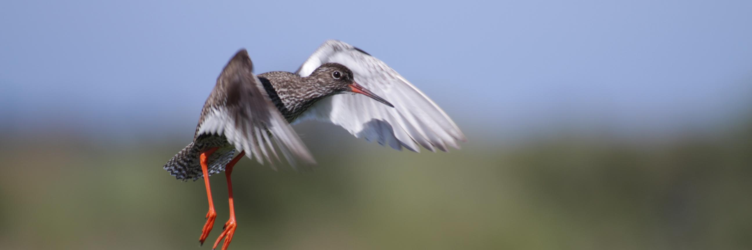 N.Gavard-Gongallud banner