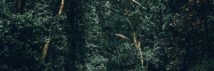 kkpntt's profile banner image