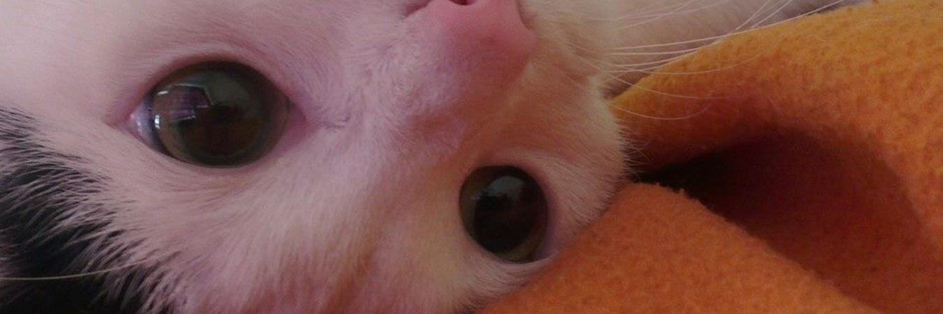SunshineValene's profile banner image