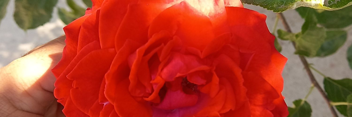 asfbrn's profile banner image