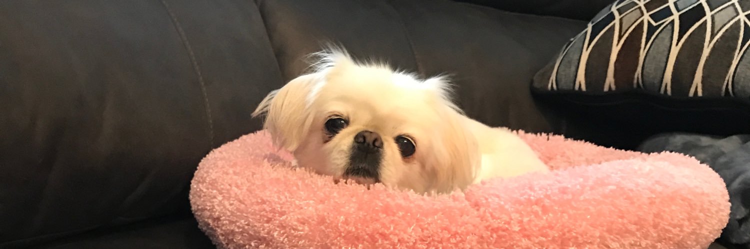 juliajazz11's profile banner image