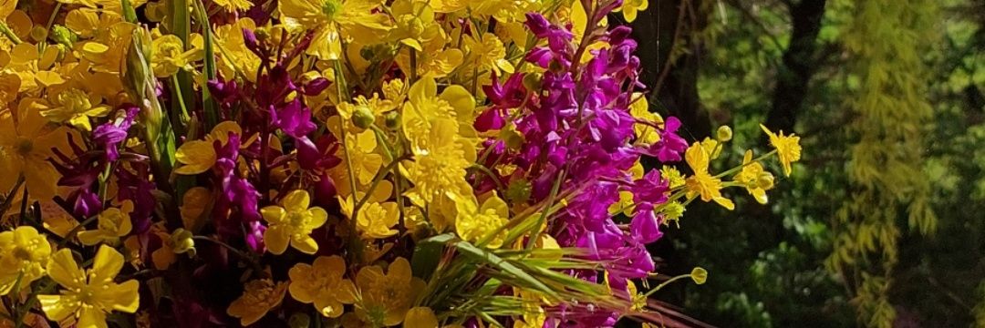 Dr.Nergis Tanbaşı banner