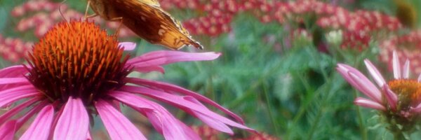 Judemania Profile Banner