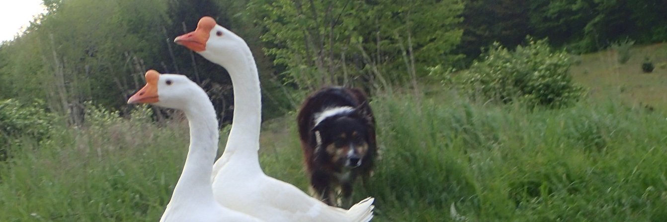 I’m ur Huckleberry🇨🇦🇺🇦🇫🇮☮️🇺🇸 banner