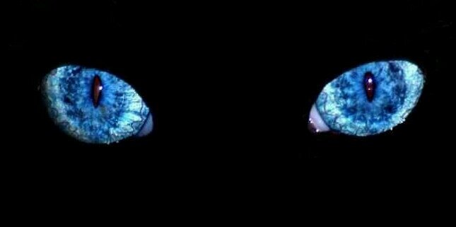 laimaice's profile banner image