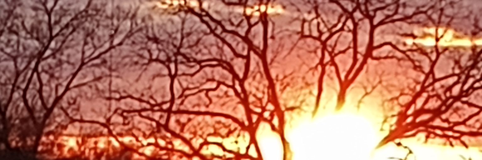 Daniel Lee Fox 🐻 banner