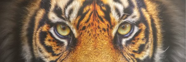 SHSTigers4real Profile Banner