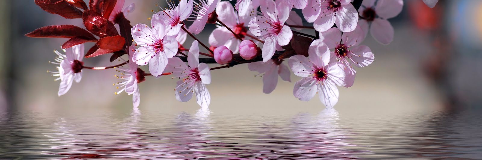 keiryPreuss's profile banner image