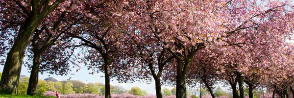 irepmm Profile Banner