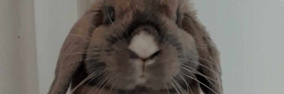 AliRomero06's profile banner image