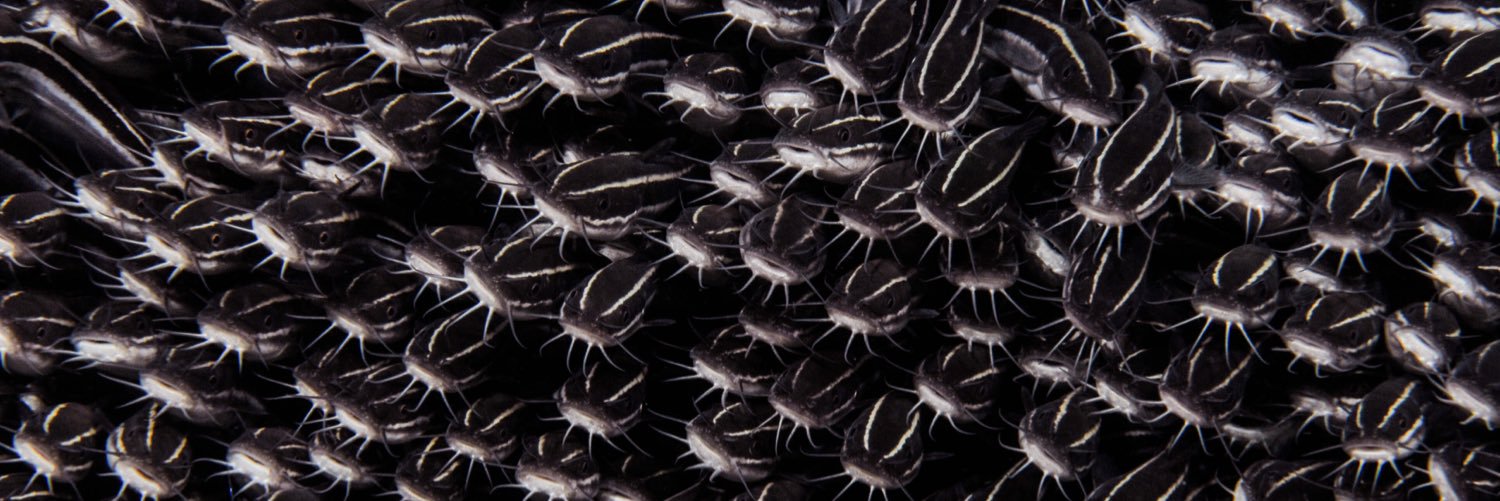 Buceo Crised banner