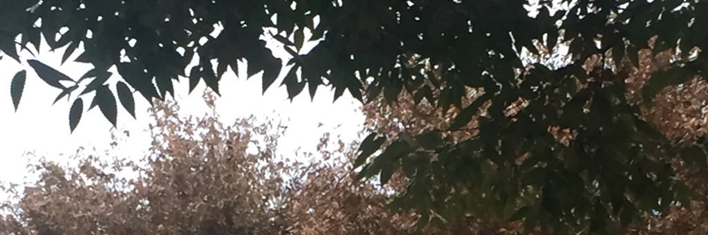 always_chesca's profile banner image