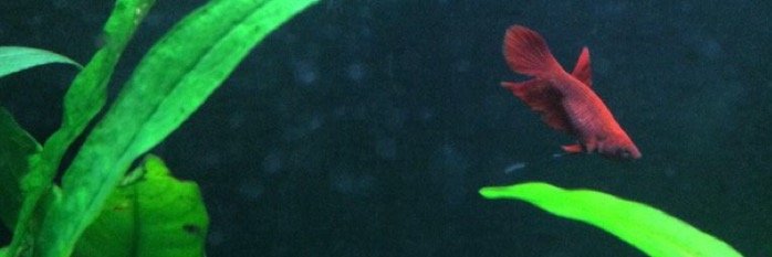 BettaInfo's profile banner image