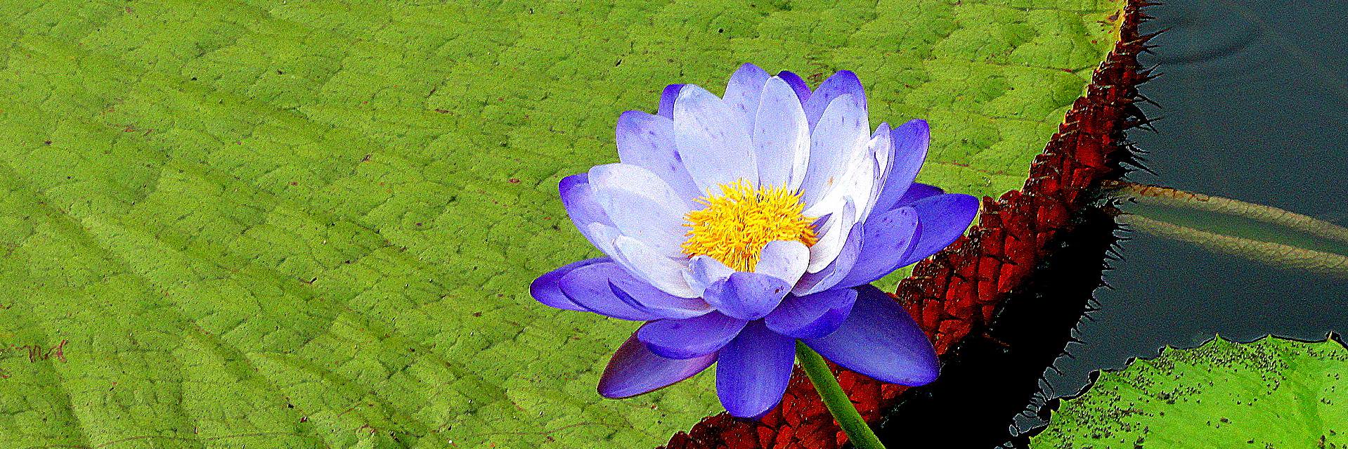 skagarwal99's profile banner image