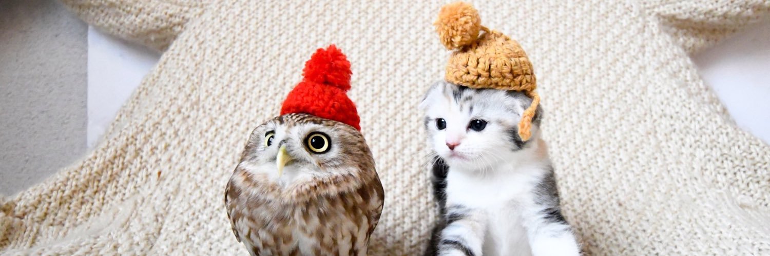 ろえる🦈 banner