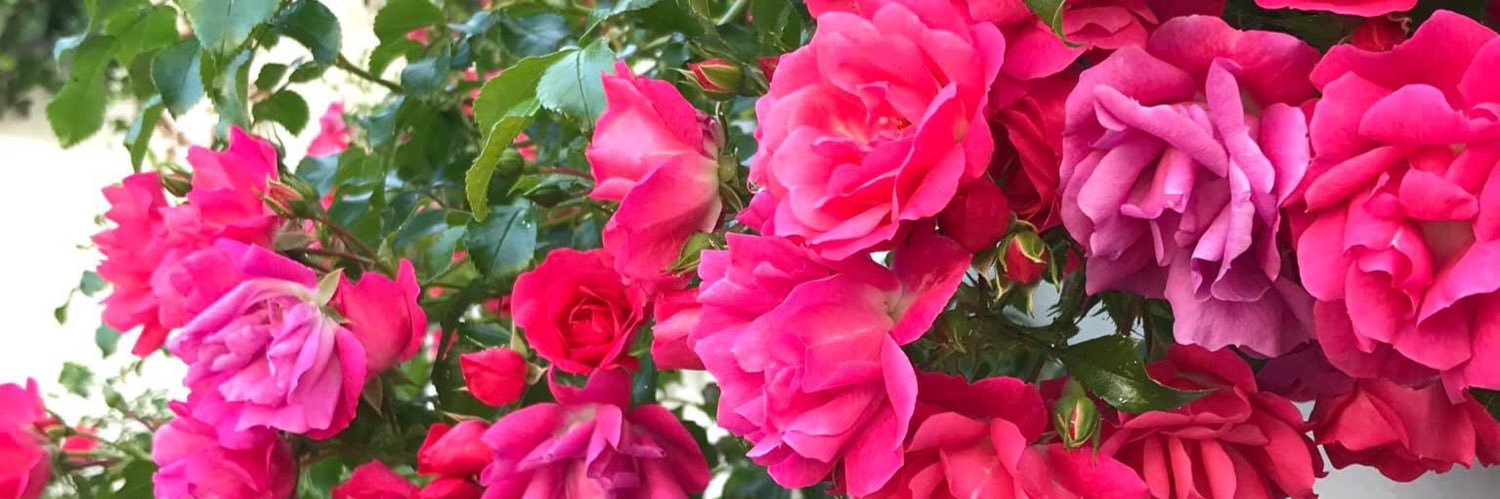 BrendaEMurphy's profile banner image