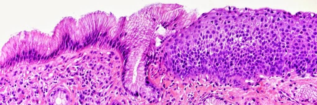 Dora Lam-Himlin, MD banner