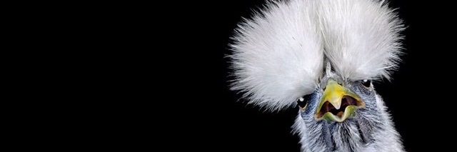 FowlTemptress's profile banner image