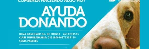buscadeunhogar's profile banner image
