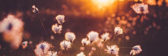 rainie_mo's profile banner image