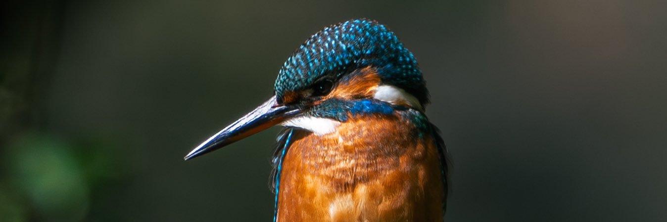 Godonski's profile banner image