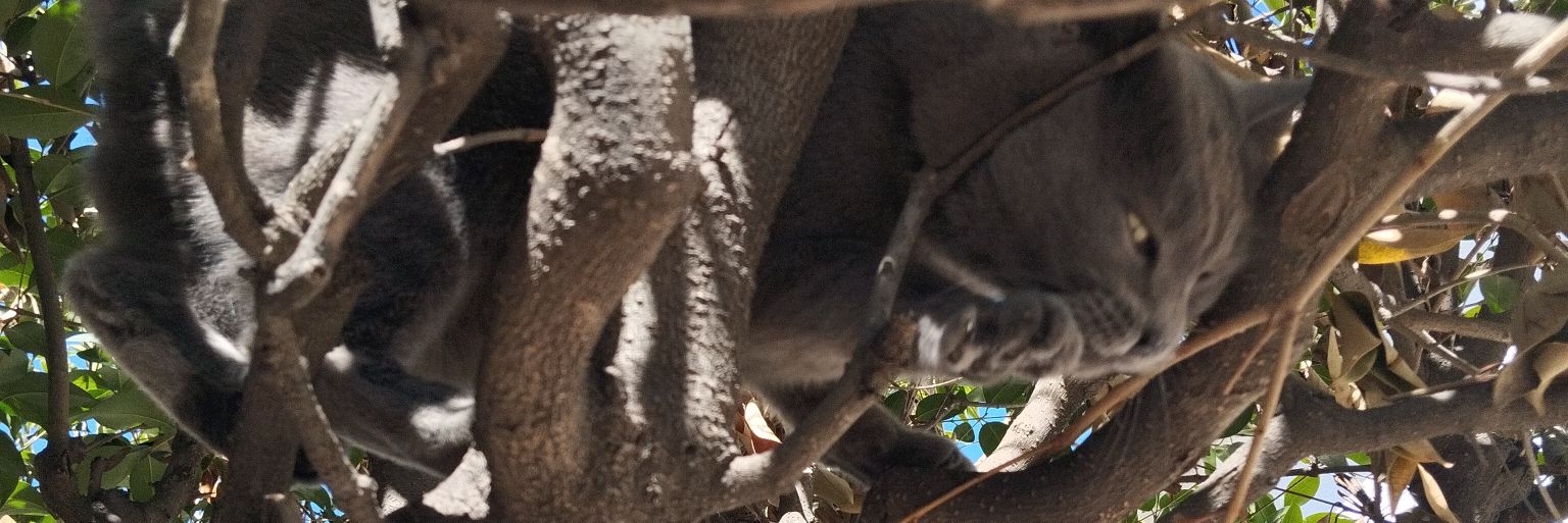 doomed wolfff banner