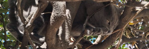 doomedwolfff Profile Banner