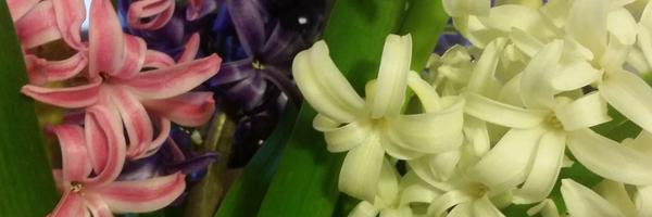AmberNobuko Profile Banner