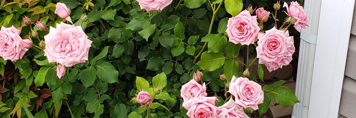 MPsMommy's profile banner image