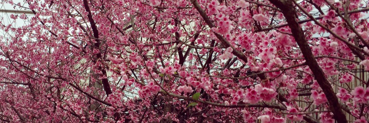 KaewmaneeAnne's profile banner image