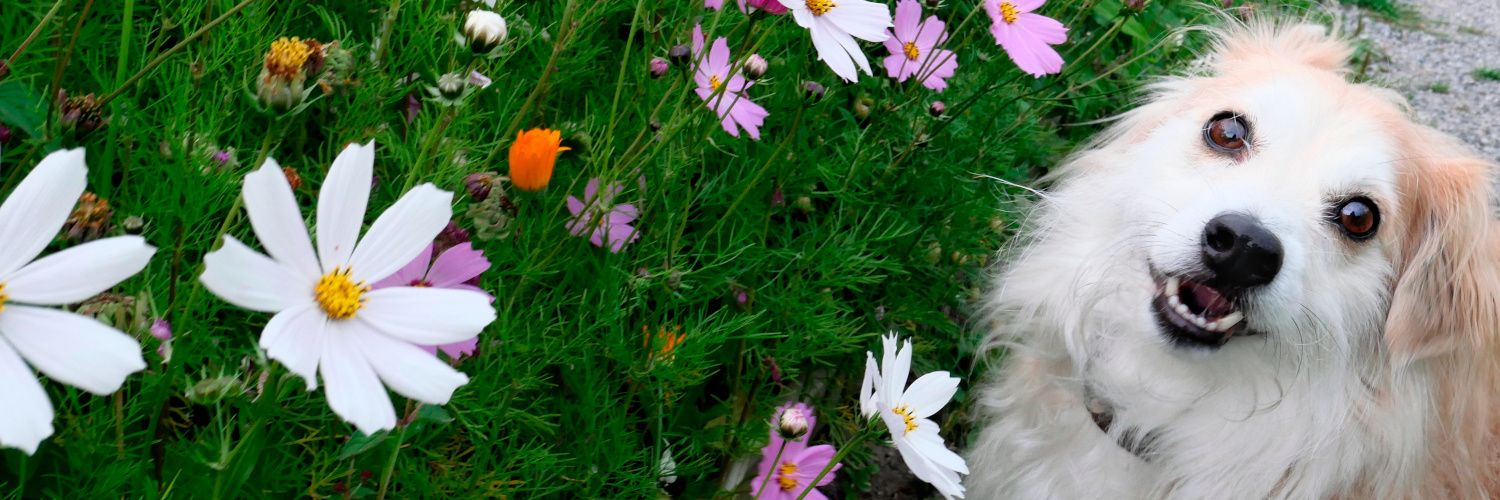 AprilFoolsDog's profile banner image