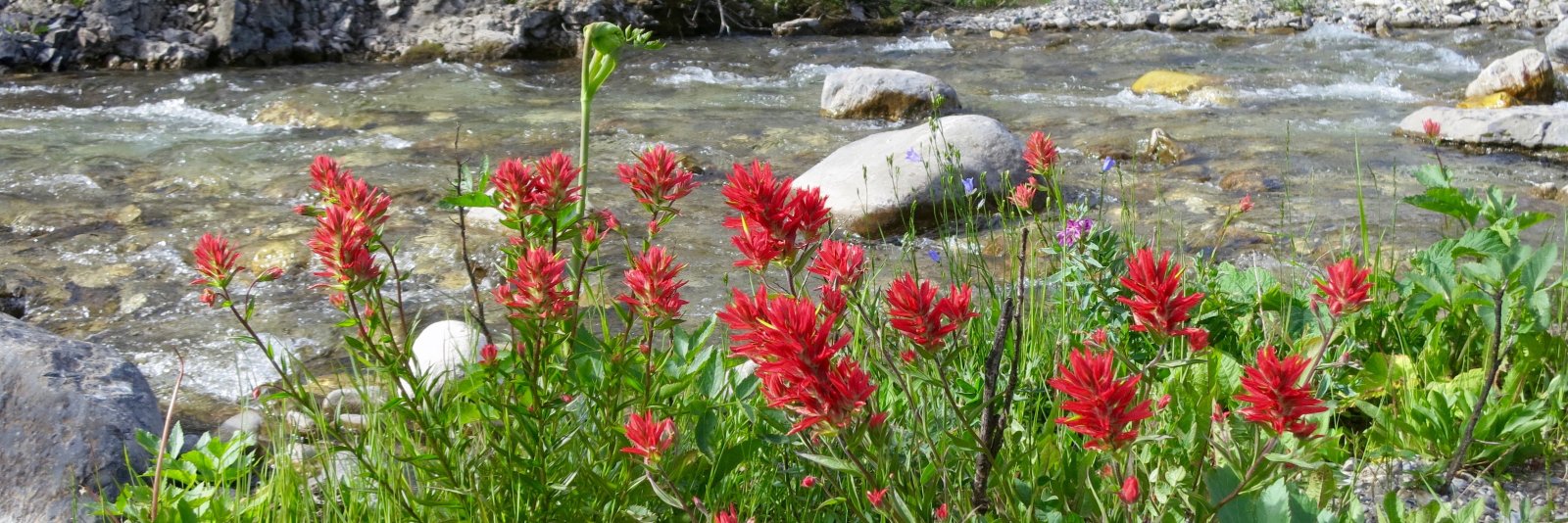 Tracy Stone-Manning banner