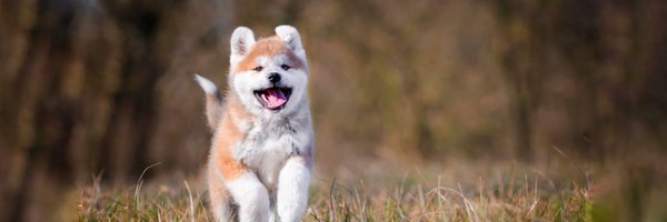 guttapercha80 Profile Banner