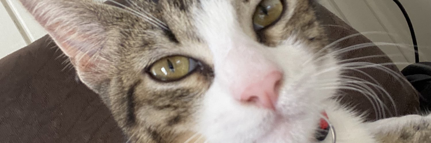 spiderlari's profile banner image