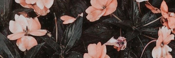 aurellianella's profile banner image