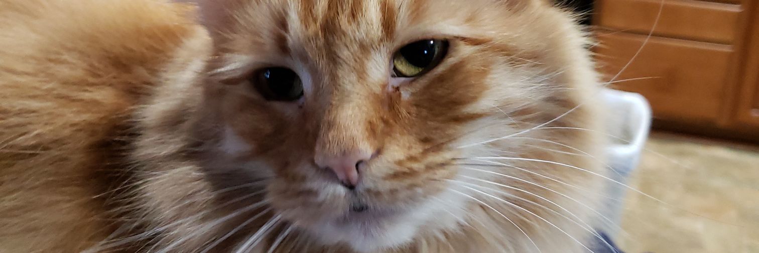 RPOWebber's profile banner image