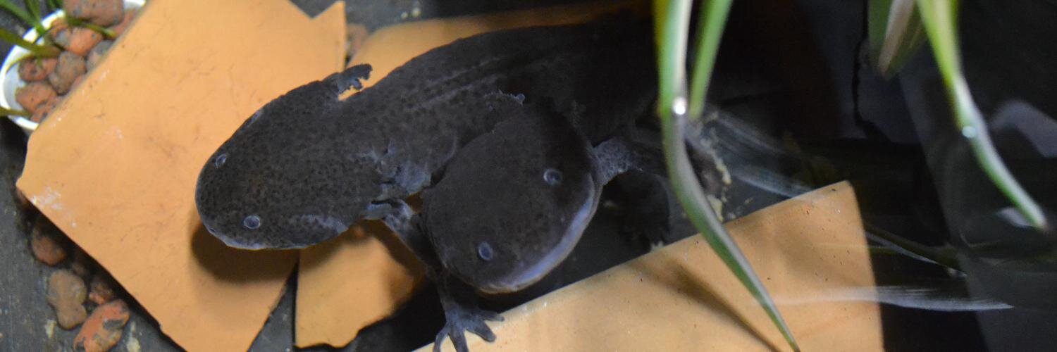 H.A.C.K. Budapest banner