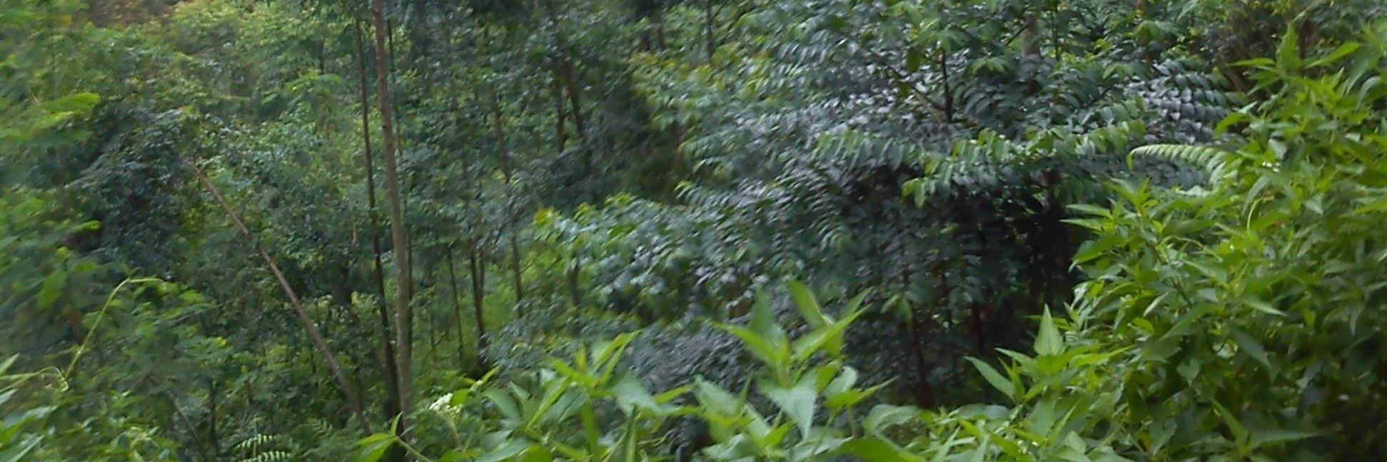 S27T_pradipta's profile banner image
