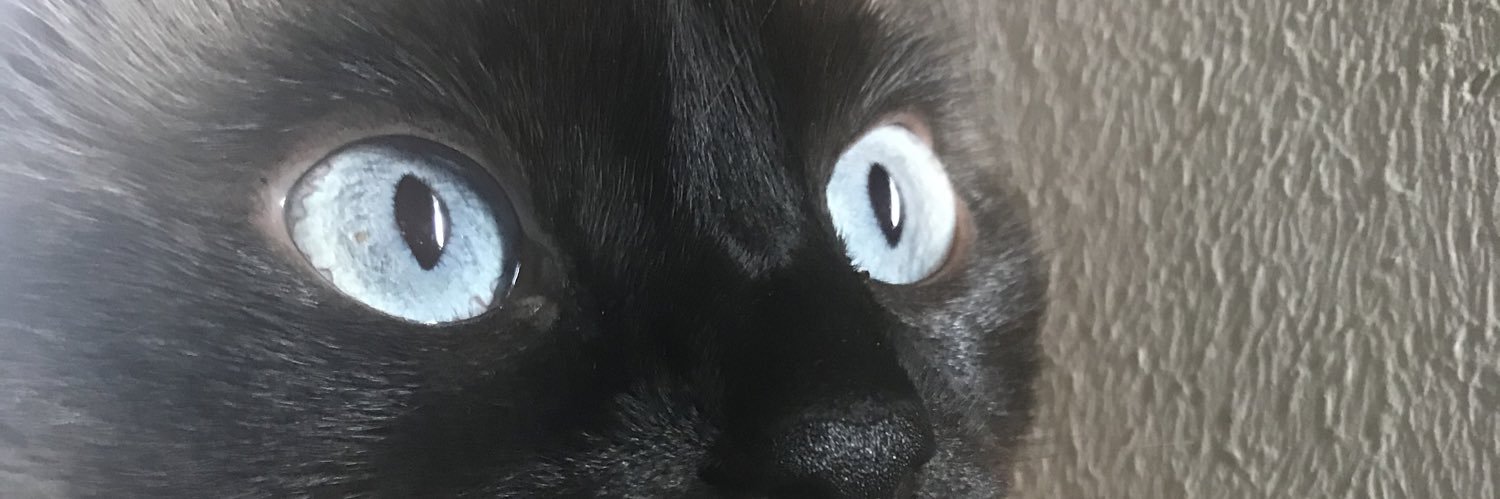 SalaciousFeline's profile banner image