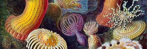 lisa_alleva's profile banner image