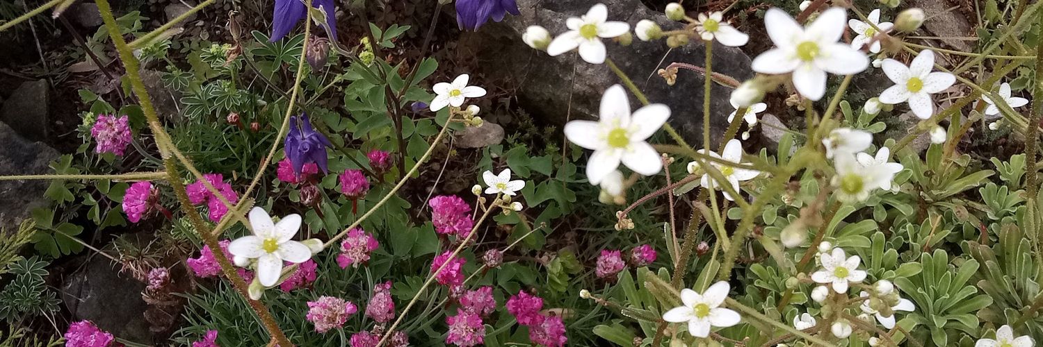 BirgitStollh's profile banner image