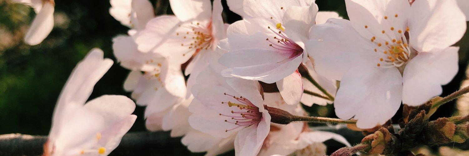 1a1a1au's profile banner image